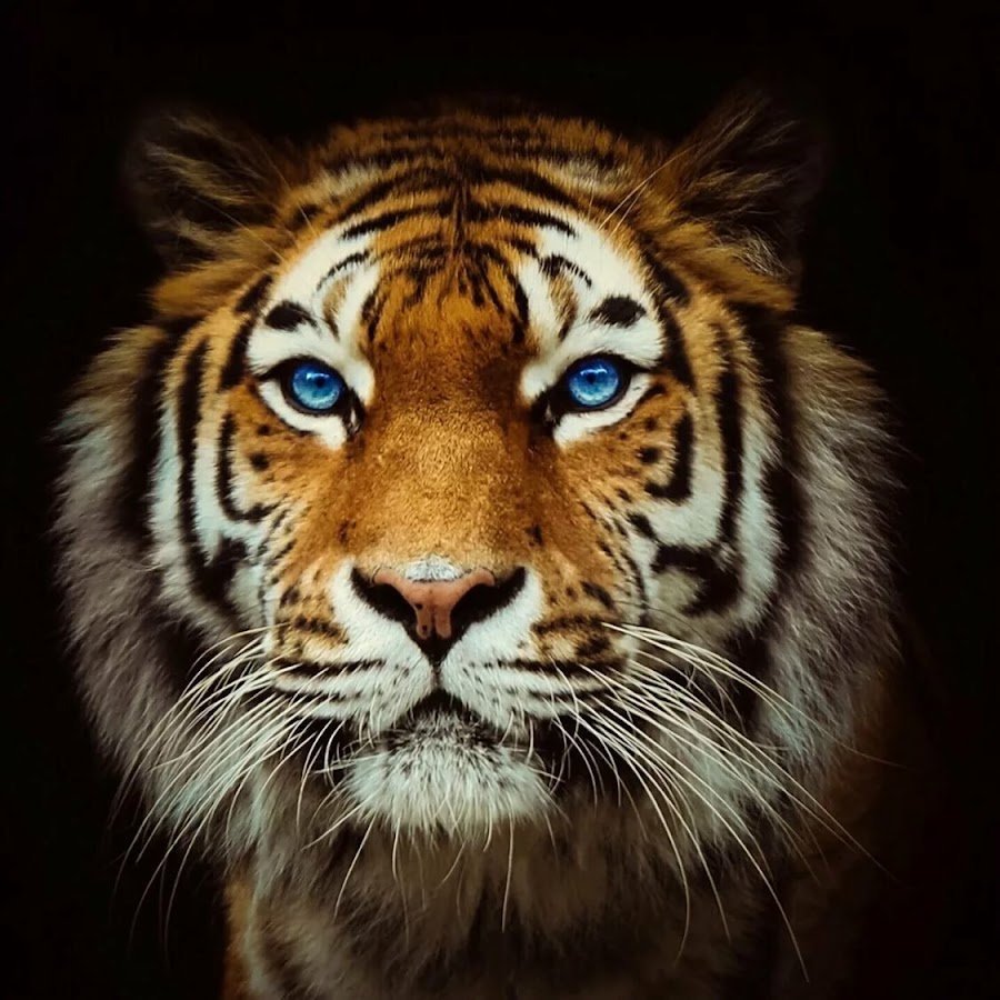 Тигр голова - тигр - оригинал