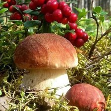 Схема вышивки «Грибочки»