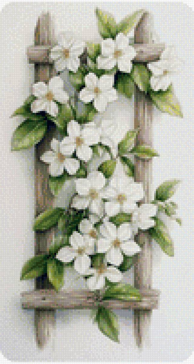 Цветы в раме - белые цветы, вьющиеся растения, рама - предпросмотр