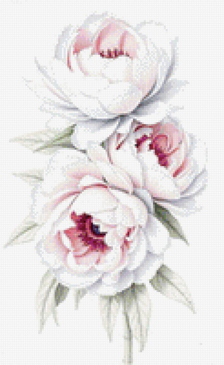 Пионы - пионы, растения, букет, цветы - предпросмотр