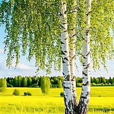 Схема вышивки «Ах Лето»