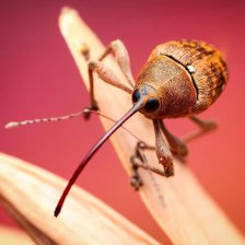 Схема вышивки «Жучок-долгоносик»