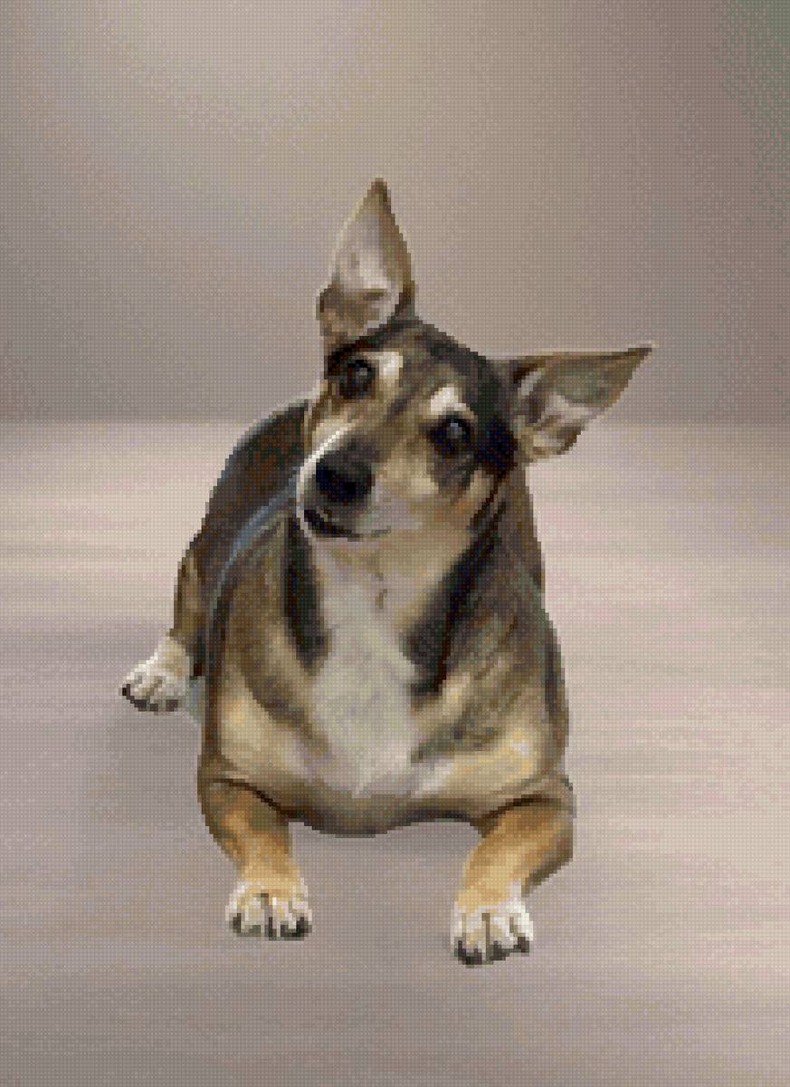 Арчи - предпросмотр