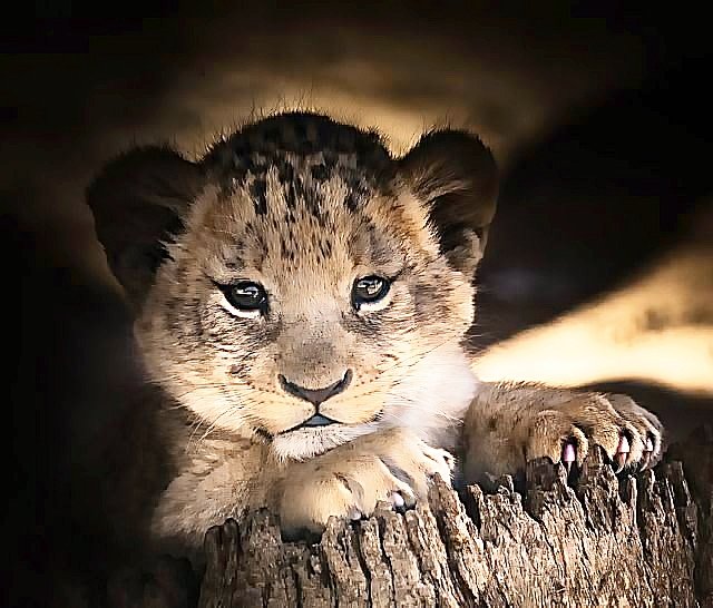 №2906055 - животные - оригинал