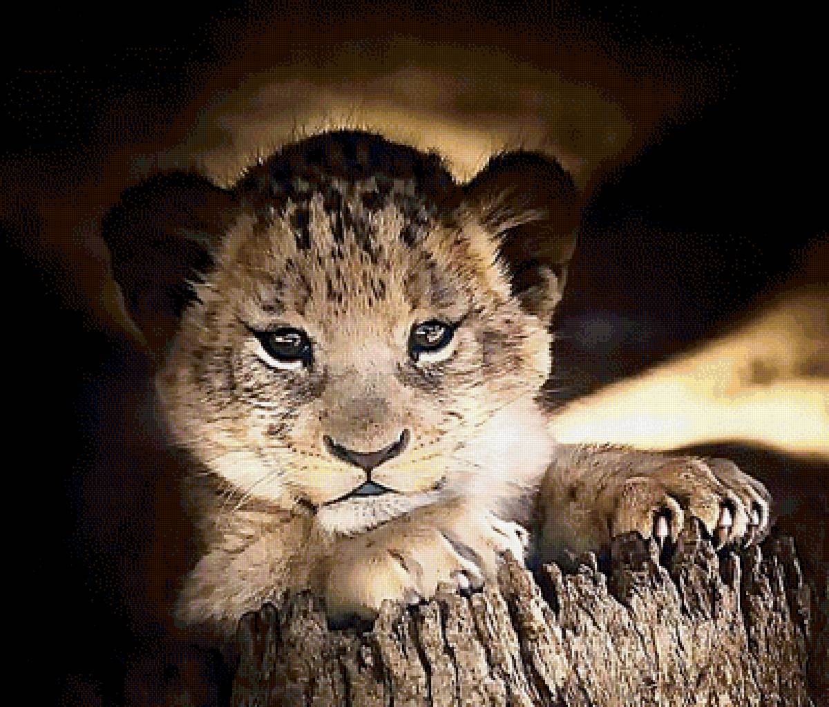 №2906055 - животные - предпросмотр