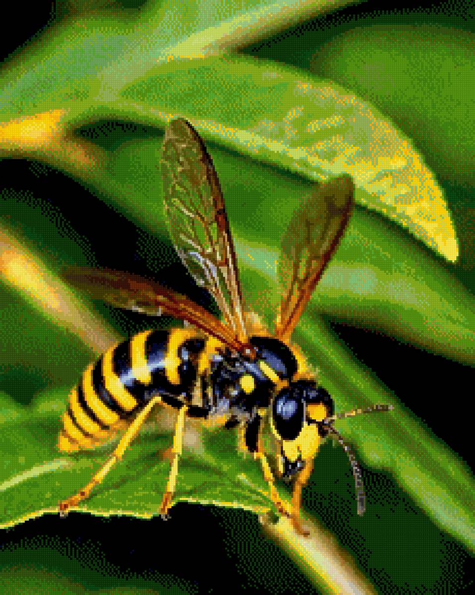 Насекомые - оса - предпросмотр