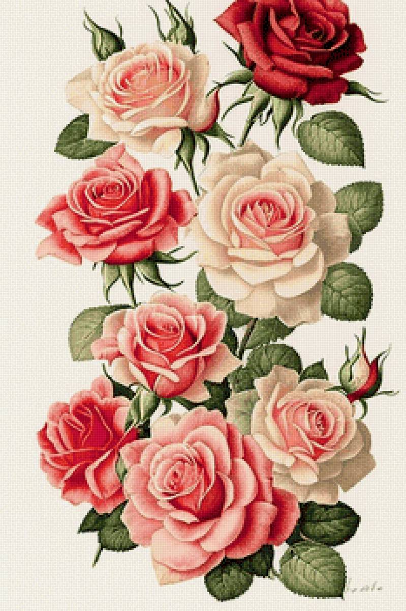 Розы - розы, цветы - предпросмотр