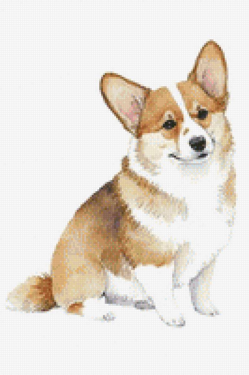 Корги - животные, корги, собака - предпросмотр