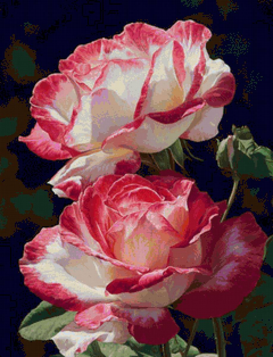 Roses roses et blanches - rose - предпросмотр