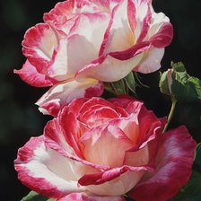 Схема вышивки «Roses roses et blanches»