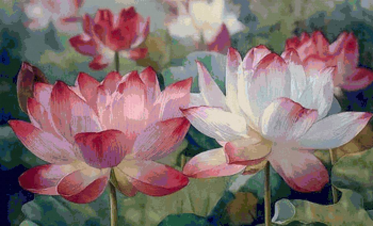lotus roses et blancs - lotus - предпросмотр