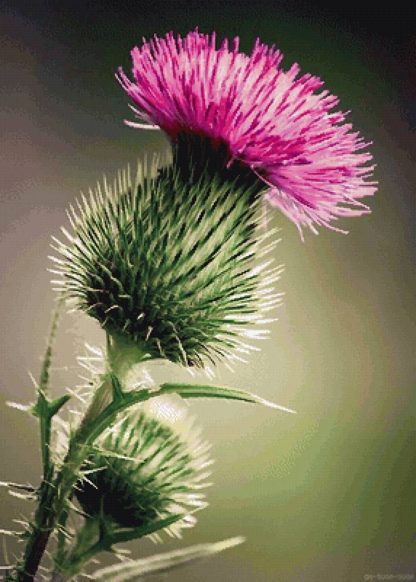 Татарник колючий - предпросмотр