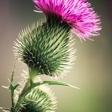 Схема вышивки «Татарник колючий»