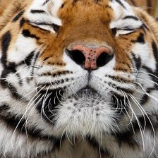 Схема вышивки «Тигруля»