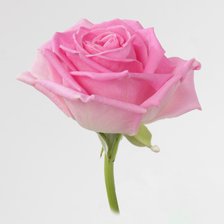 Схема вышивки «Роза нежная»