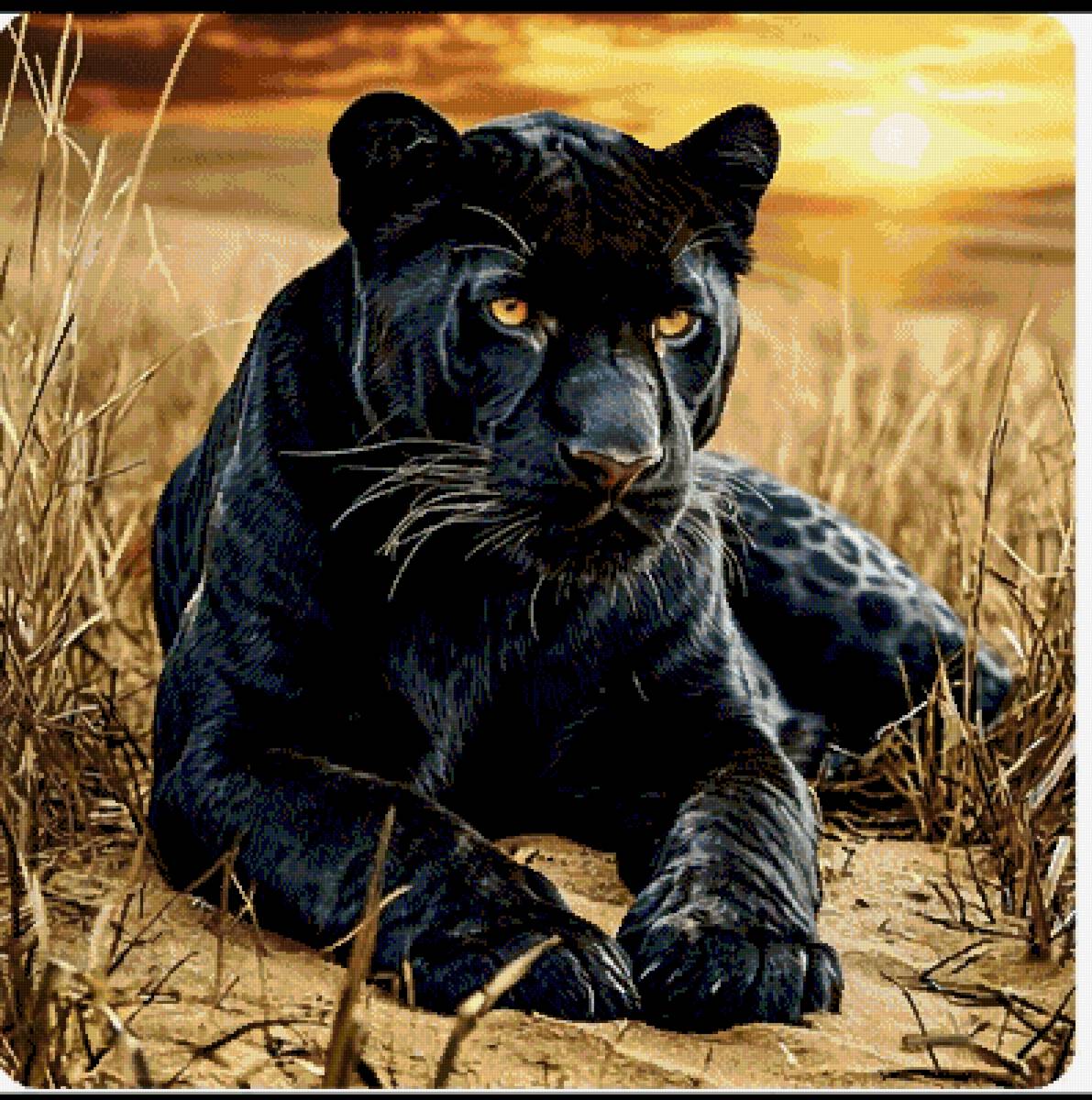 Пантера - животные, пантера - предпросмотр