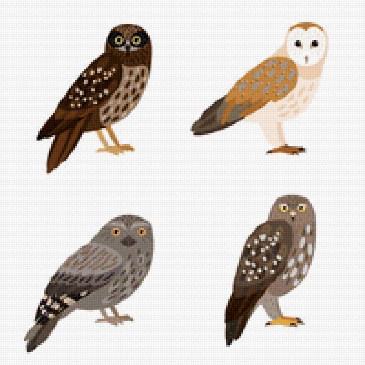 Совы - птицы, совы - предпросмотр