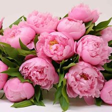 Схема вышивки «Пионы»