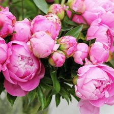 Схема вышивки «Пионы»