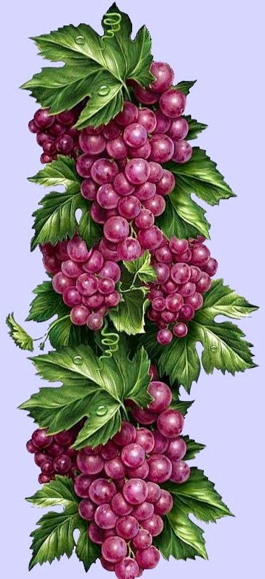 виноград - оригинал