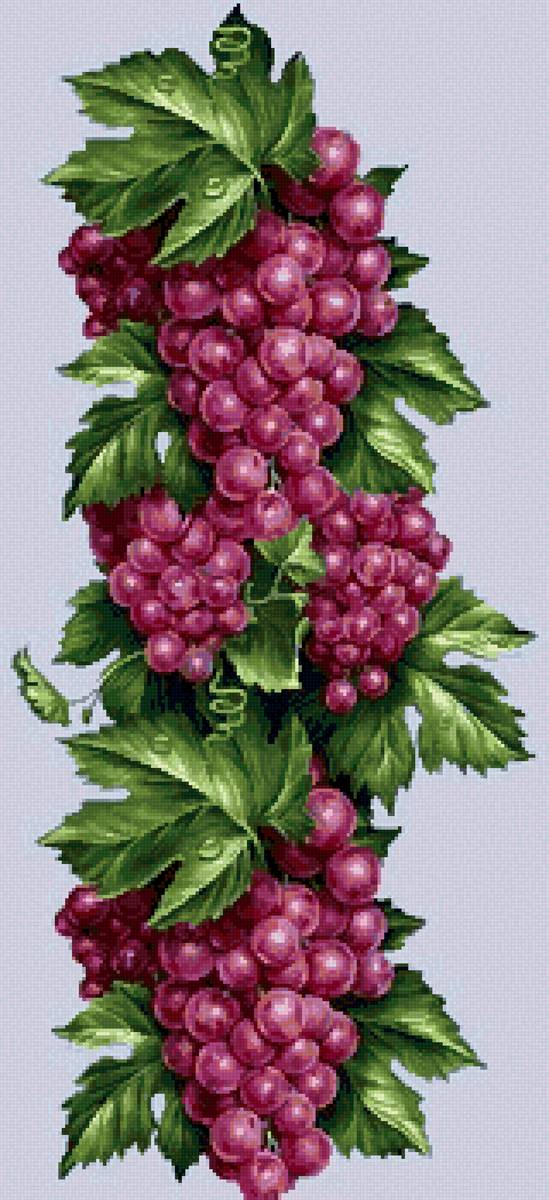 виноград - предпросмотр