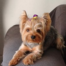 Схема вышивки «Лио на диване»