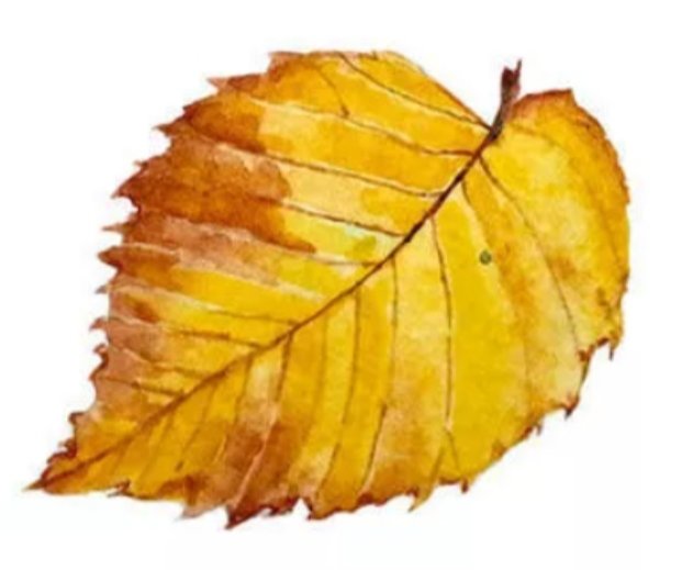 Осенний лист - осень, лист - оригинал