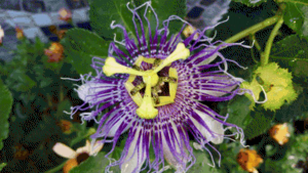 Pasiflora  2 - pasiflora, flor - предпросмотр