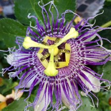 Схема вышивки «Pasiflora  2»
