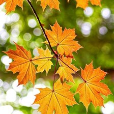 Схема вышивки «Кленовые листья»