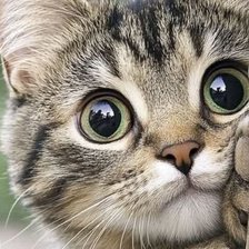 Схема вышивки «Кисуля»