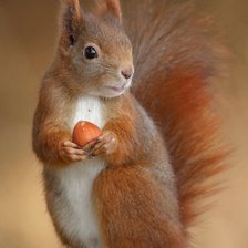 Схема вышивки «Белочка»