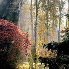 Схема вышивки «Лес осенний»