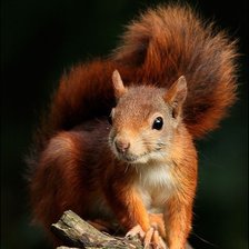 Схема вышивки «Белочка»