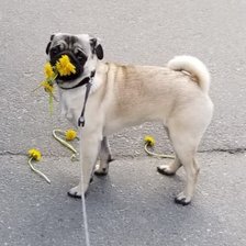 Схема вышивки «Прекрасная Лаура»