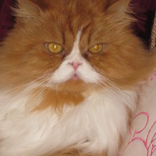 Схема вышивки «Кот Бегемот»