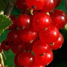 Схема вышивки «Красная смородина»