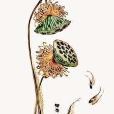 Схема вышивки «Nụ Sen Thuỷ Mặc»