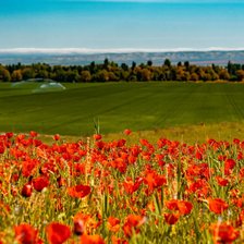 Схема вышивки «Маки»