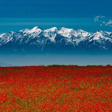 Схема вышивки «Горы и маки»