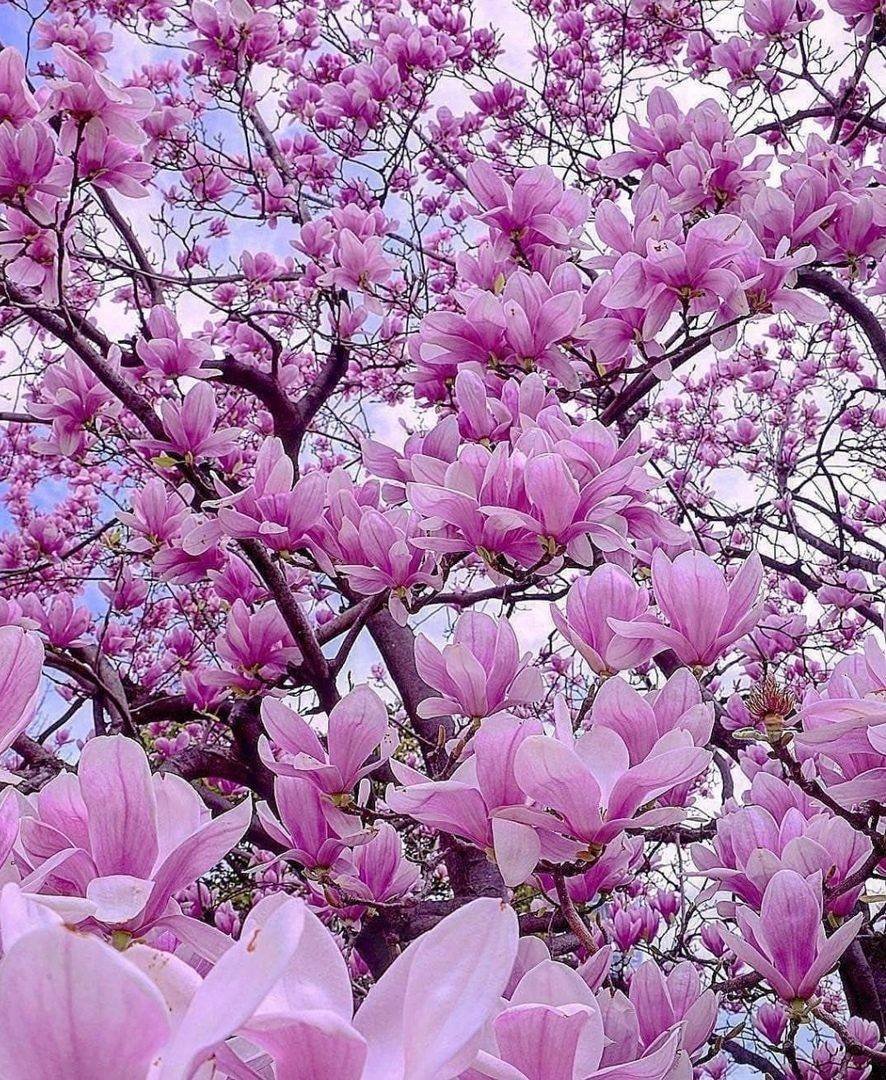красота цветущих магнолий - оригинал