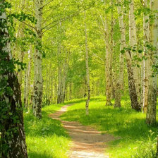 Схема вышивки «весенние березы»