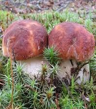 Схема вышивки «Грибы»