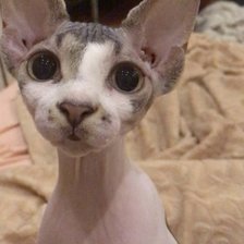 Схема вышивки «Кошка Милка»