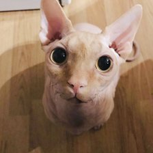 Схема вышивки «Котик Элвис»