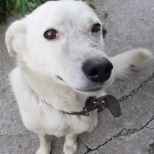 Схема вышивки «Песик»