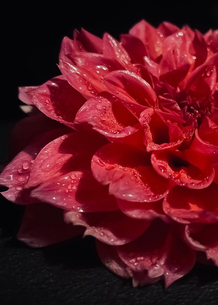 Георгин в росе - цветы, георгин - оригинал