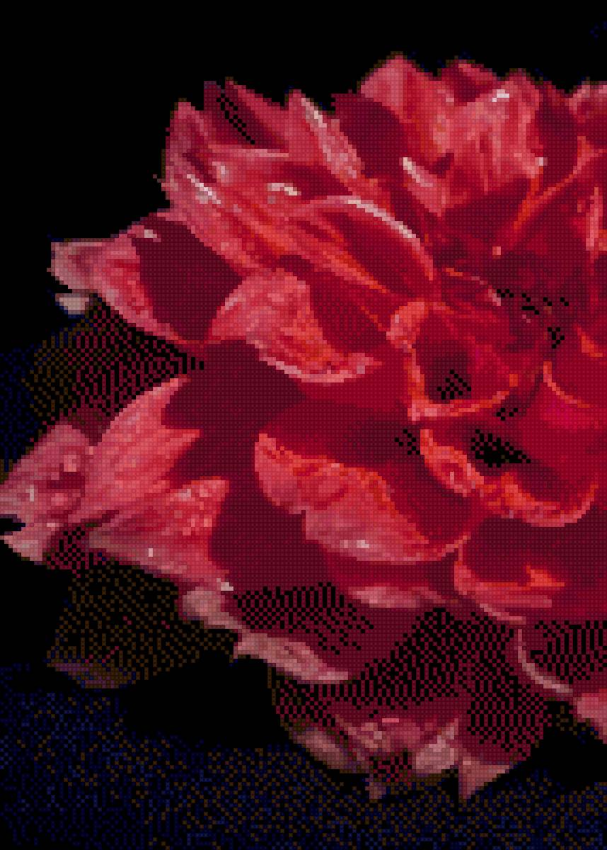 Георгин в росе - георгин, цветы - предпросмотр