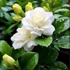 Схема вышивки «Белые розы»