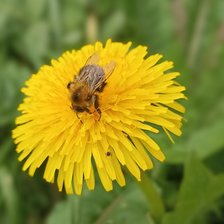 Схема вышивки «Пчела»